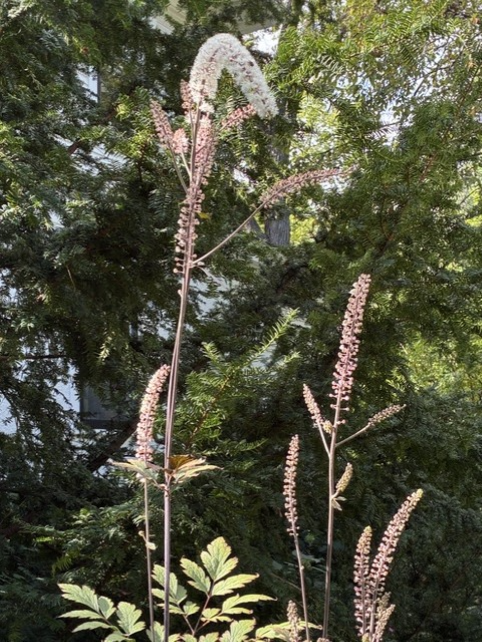 Tall bugbane flower spikes, arching white flower racemes, slender stems, evergreen backdrop, late-season shade garden