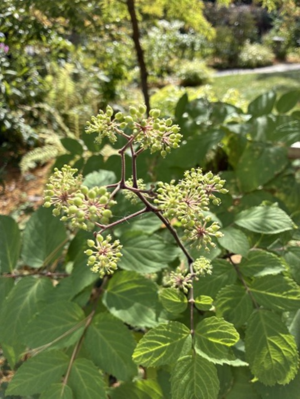 Sun King Japanese spikenard, green developing berries, branching flower clusters, golden-veined foliage, October garden