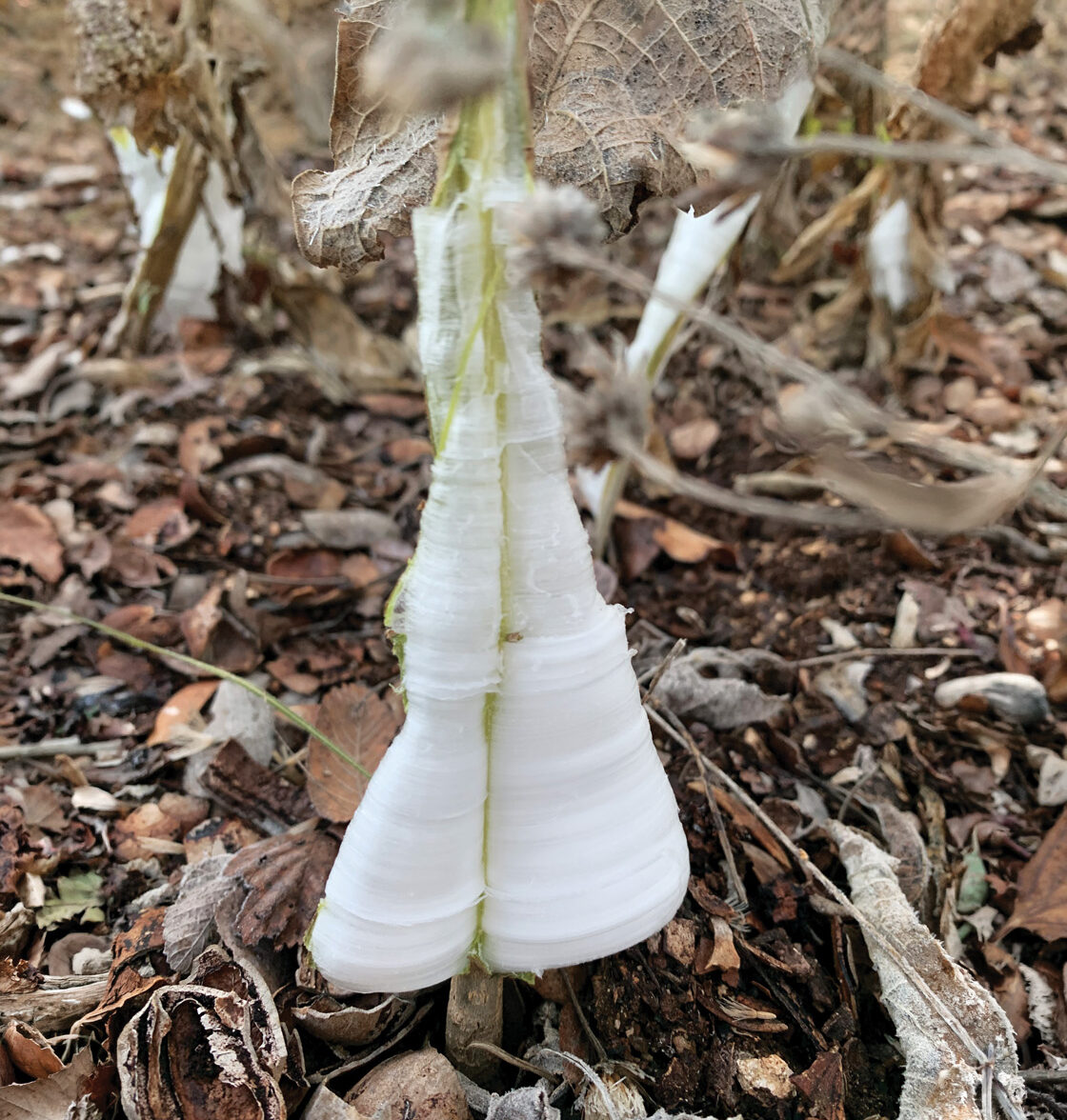 Frostweed with extruding ice filament.