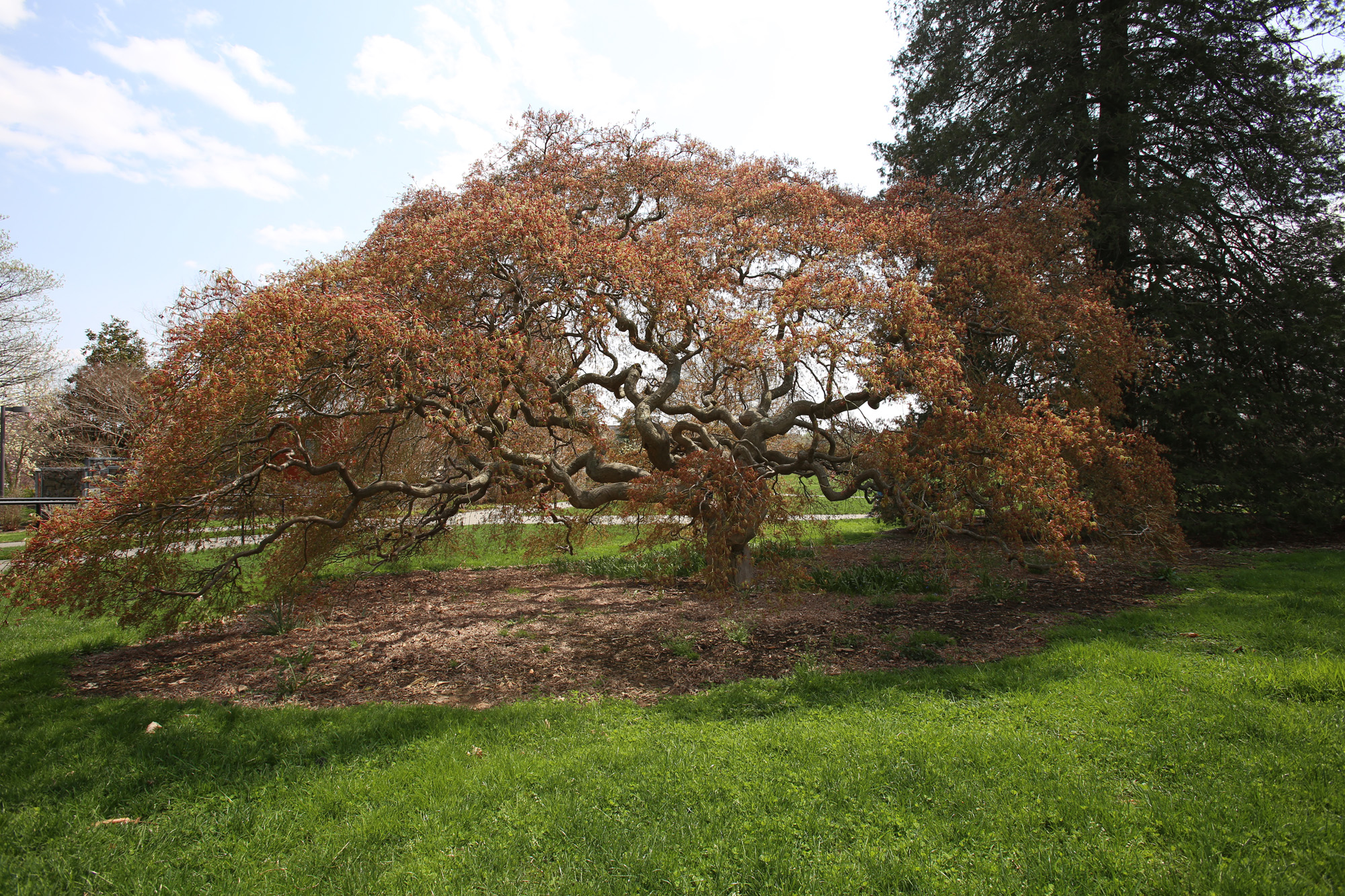 Acer palmatum dissectum habit photo by Carol Collins