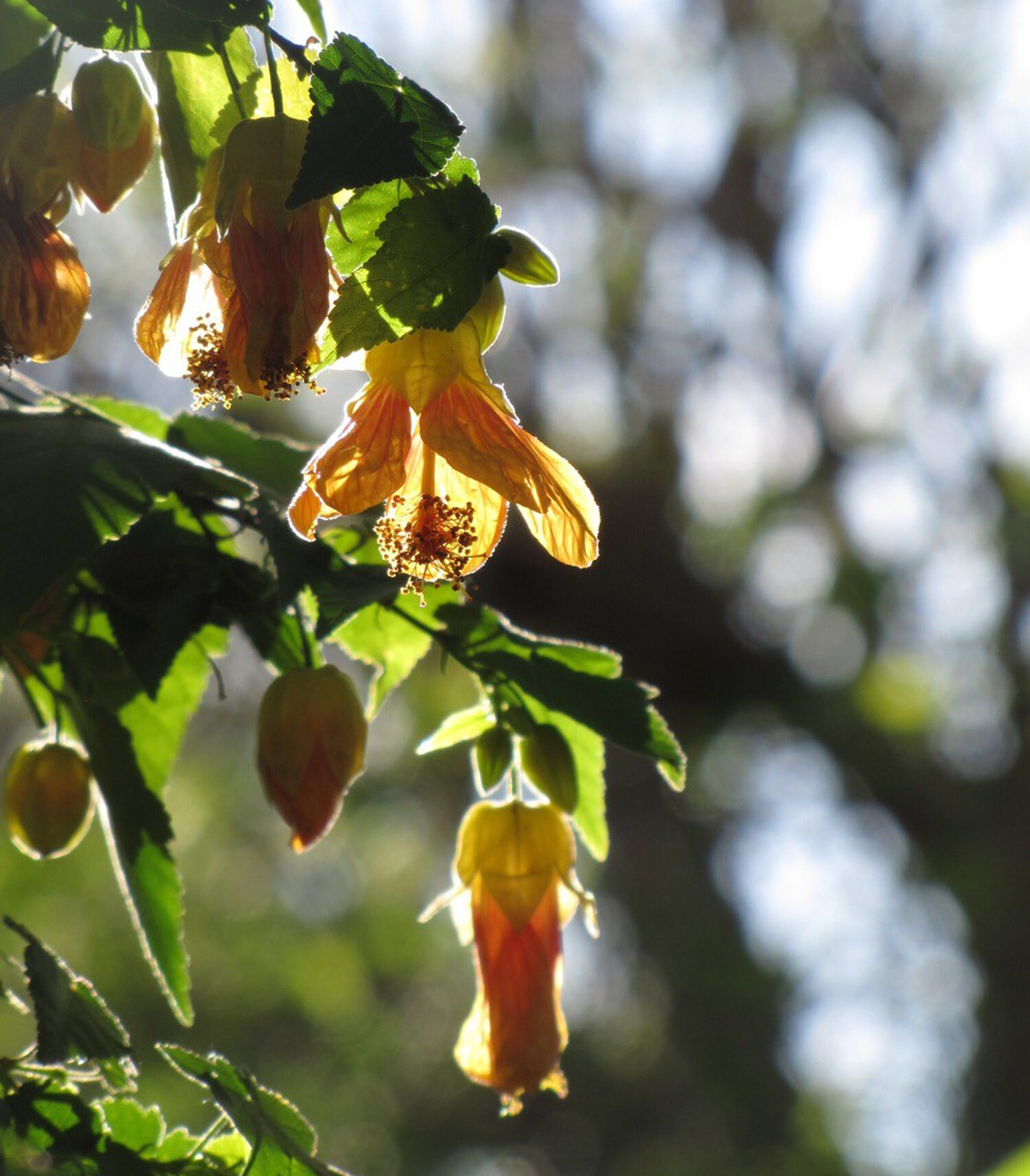 Abutillon in the sunlight