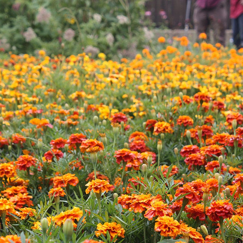 Sparky Mix French marigold courtesy of American Meadows