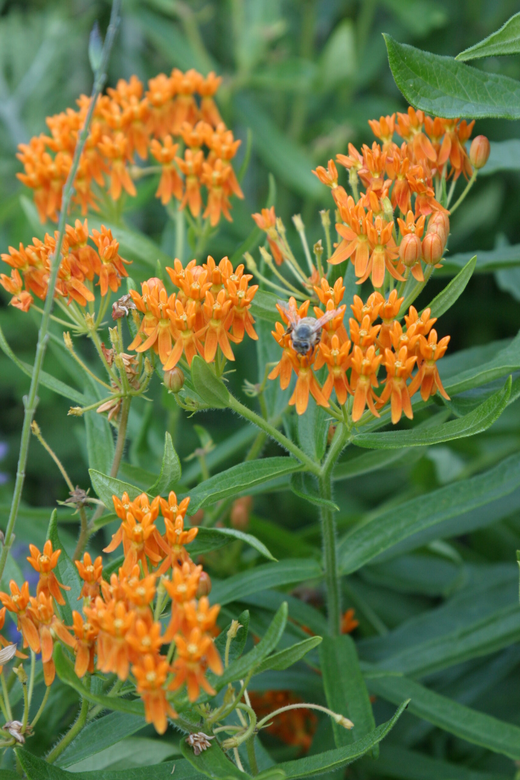 Asclepias tuberosa