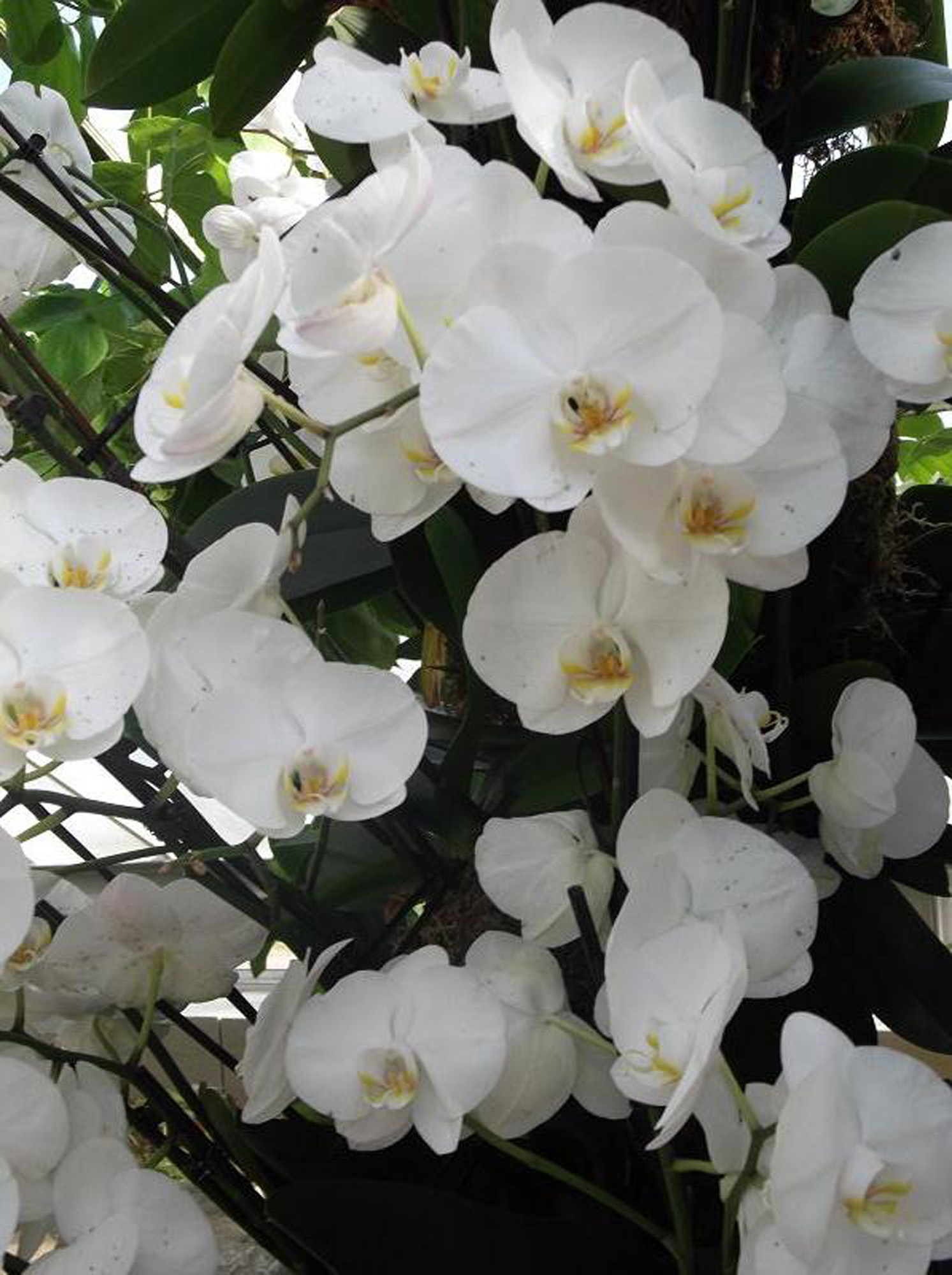 Phalaenopsis courtesy of Emőke Dénes via Wikimedia Commons