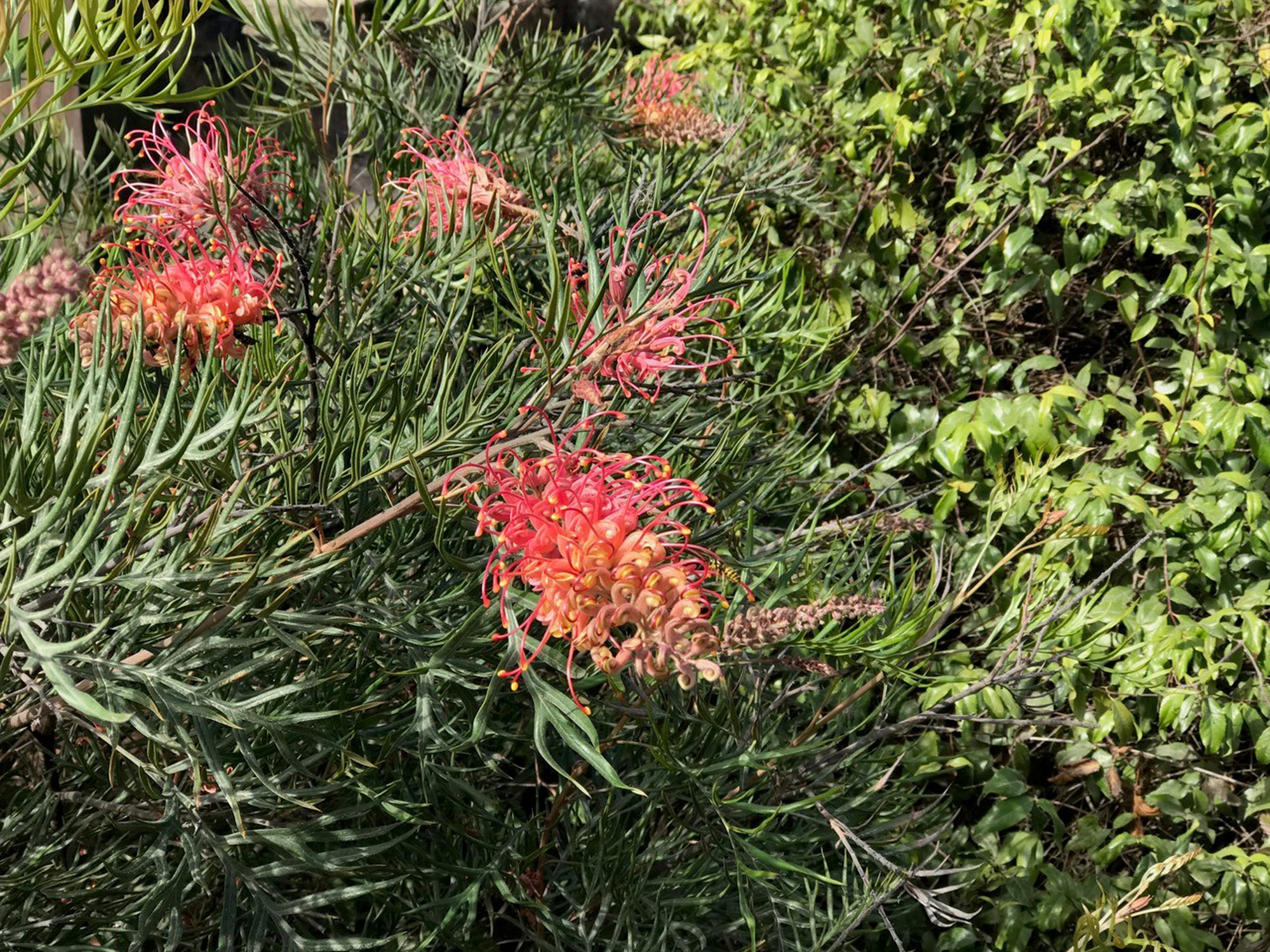 Superb silky oak