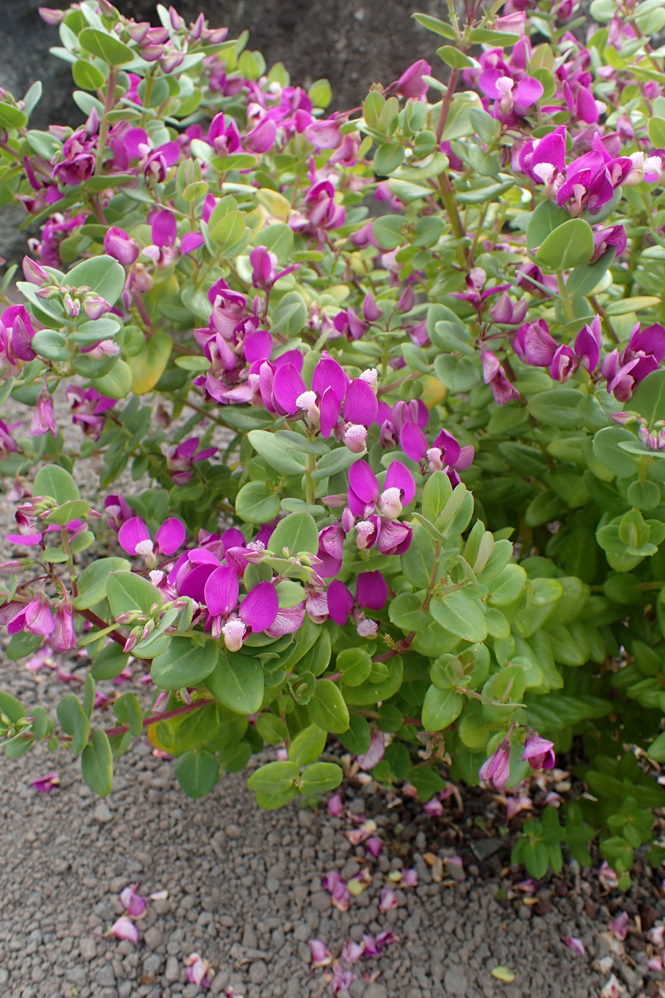 Polygala fruticosa Petite Butterfly