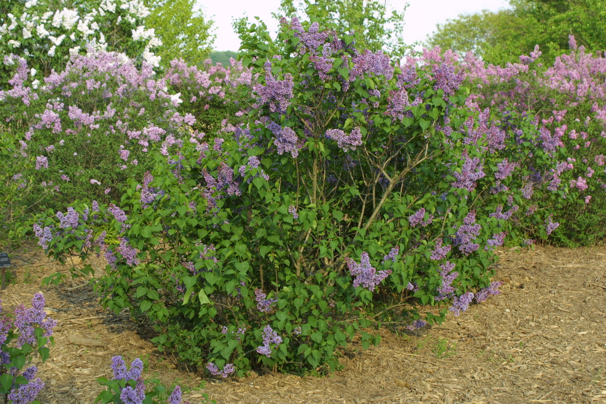 Syringa vulgaris Wedgewood Blue