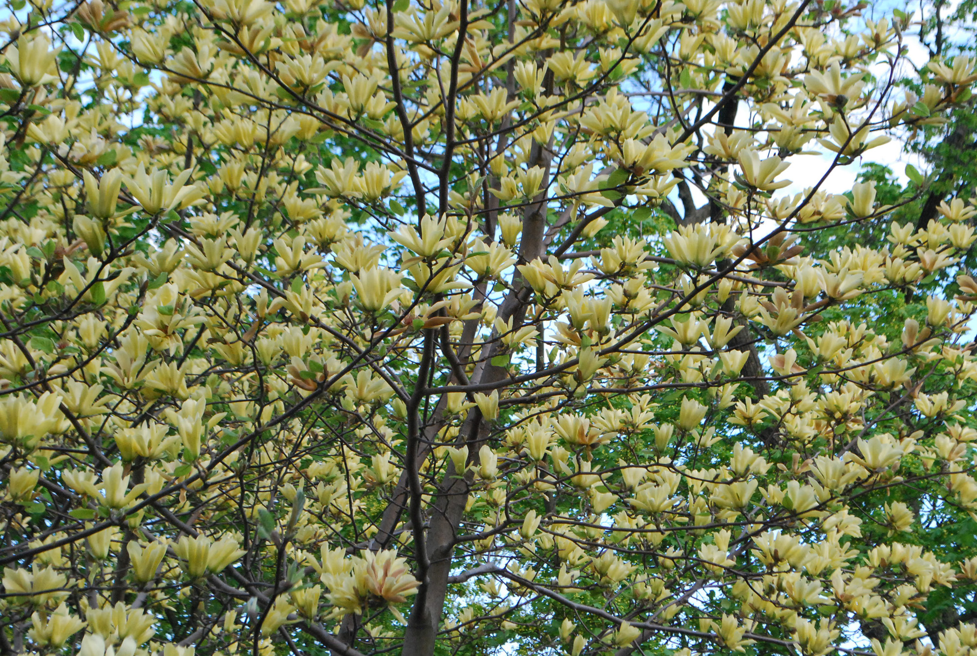 Butterflies magnolia in bloom