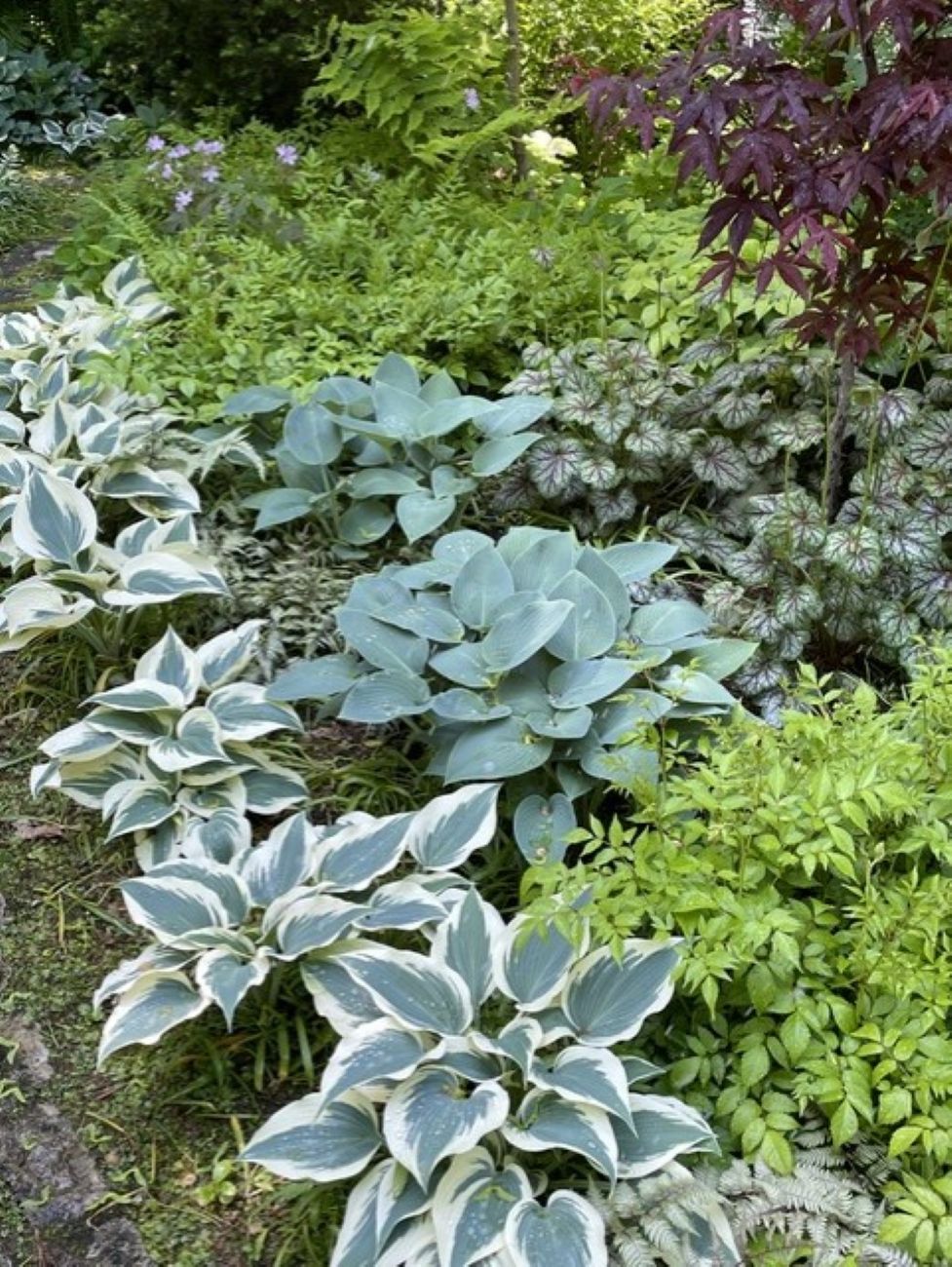 Shaded Minnesota back garden, Blue Ivory hostas, silver-blue and cream variegated foliage, Japanese maple, ferns, wild cranesbill