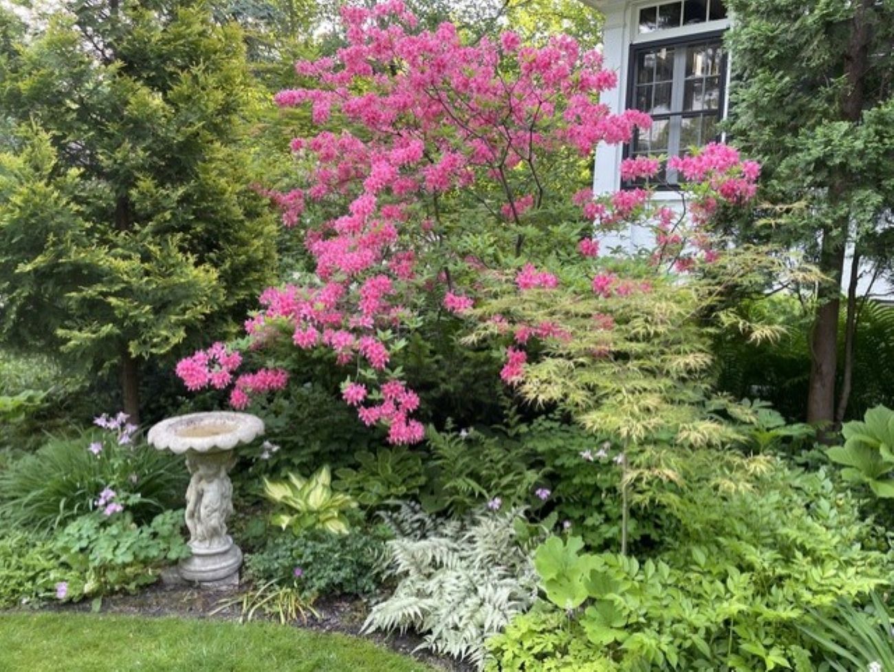 Pink flowering Rosy Lights azalea, layered front garden, Japanese maple, hostas, ferns, stone birdbath, Minnesota spring garden