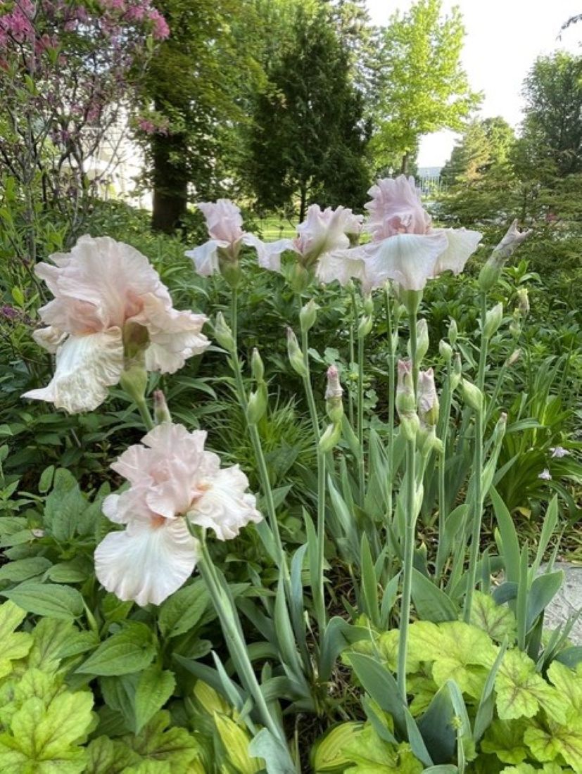 Cherished tall bearded iris, pale cream and yellow ruffled flowers, yellow beards, green foliage, late spring perennial garden