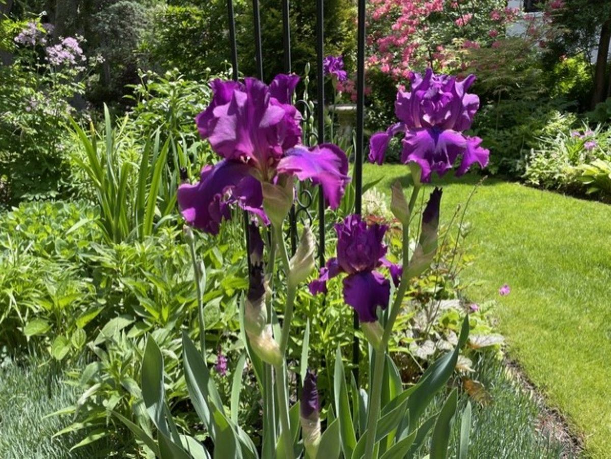 Sultry Mood tall bearded iris, deep purple ruffled flowers, upright buds, late May blooms, Minnesota perennial garden