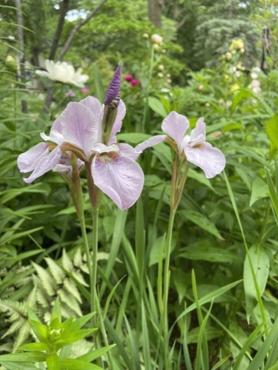 Pale lavender Siberian iris, purple-veined petals, upright flower buds, narrow green foliage, spring perennial garden