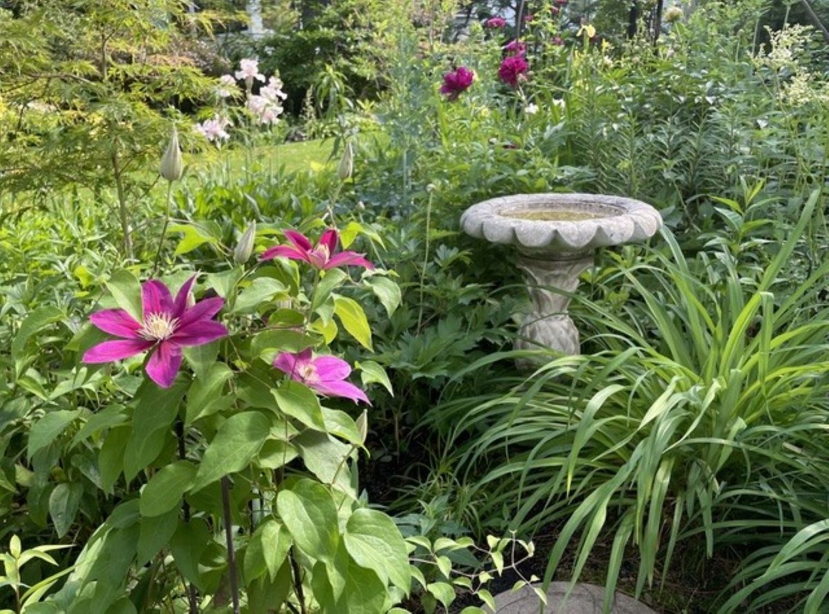 Acropolis clematis, deep magenta flowers, Kansas peony, stone birdbath, flowering vine, early June garden