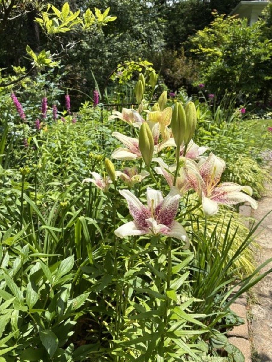 Cream Asiatic lily, burgundy-speckled petals, unopened flower buds, lily foliage, July garden, Minnesota