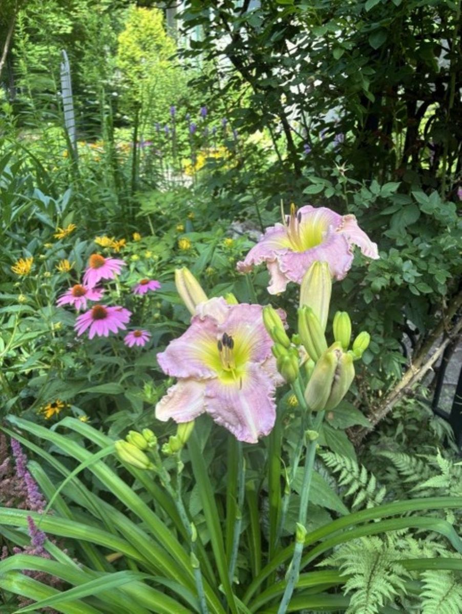 Lavender Moonchild daylily, pale lavender-pink flowers, yellow-green throats, unopened buds, summer perennial garden