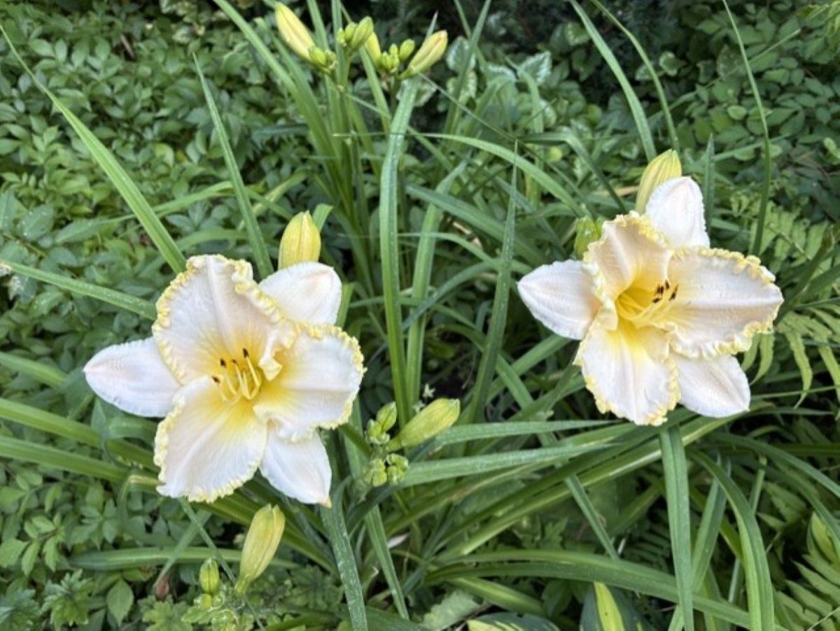Marquee Moon daylily, pale cream ruffled flowers, yellow throats, green perennial foliage, midsummer garden