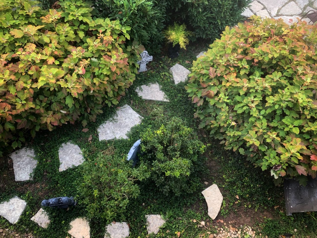oakleaf hydrangea, Hydrangea quercifolia, stepping stones, ground covers, garden path, fall garden, Kentucky garden
