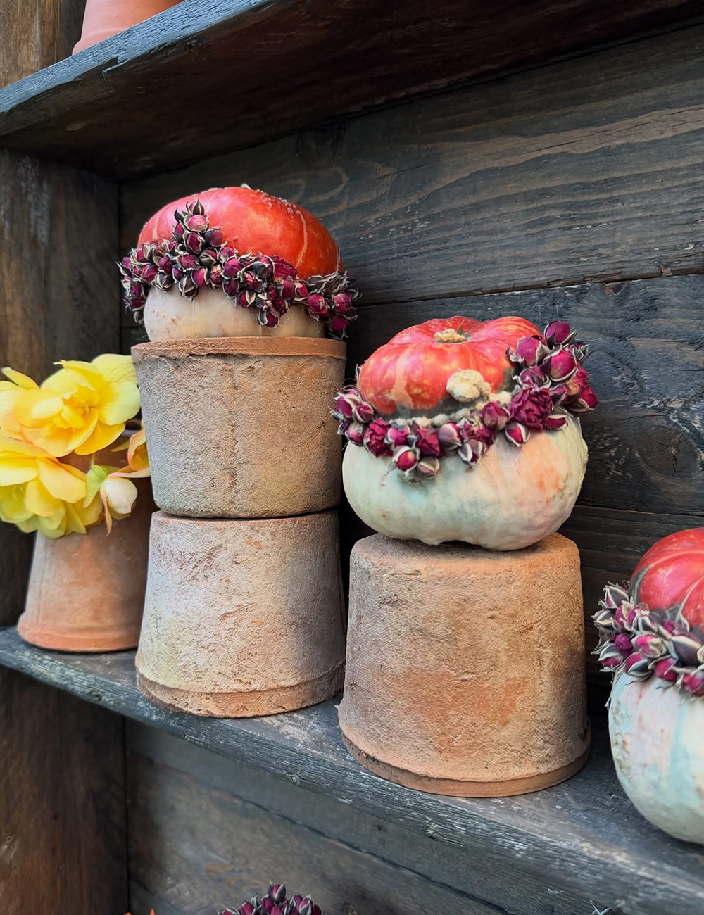 decorated pumpkins, orange flowers, auricula theater, terra-cotta pots, botanical fall display