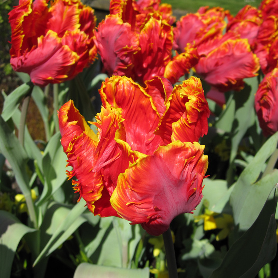 brightly colored tulips