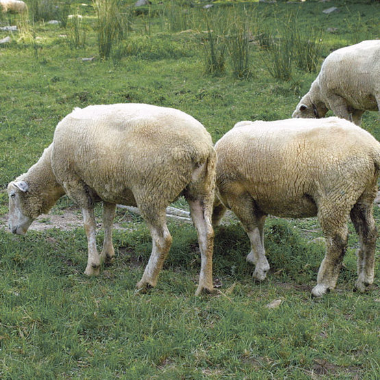 sheeps eating