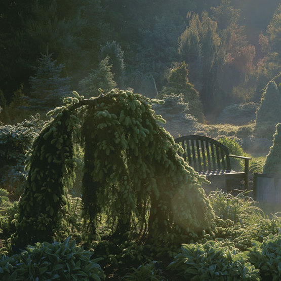 Conifers and a bench