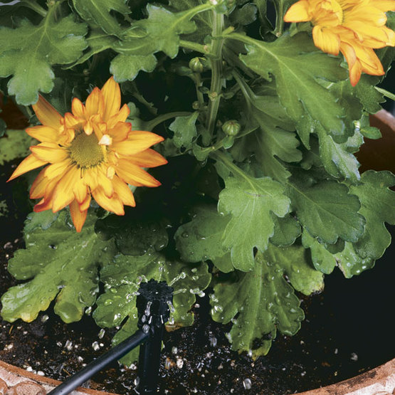 drip irrigating yellow flowers