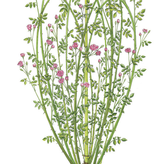 illustration of rose bush with canes staked to anchor