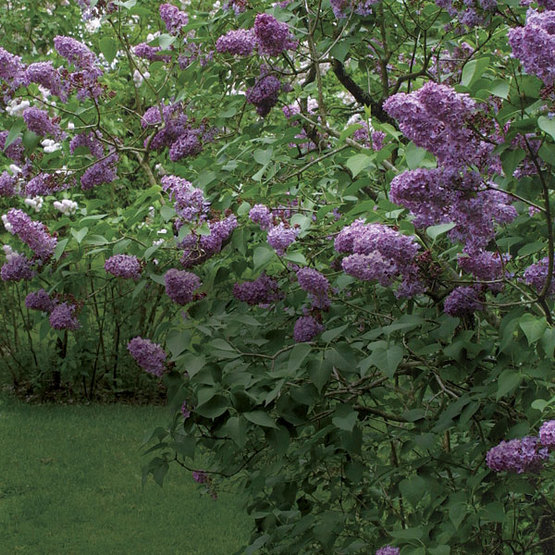 Image of Lilac bush pruned to create a hedge