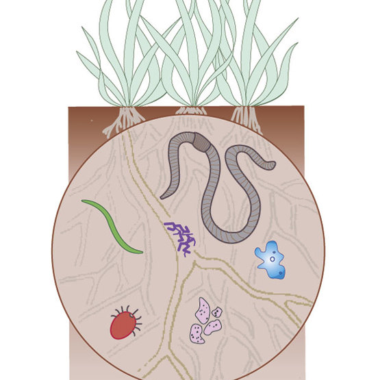 soil food web