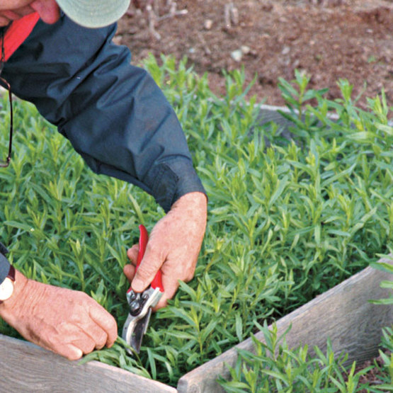 Cutting tarragon