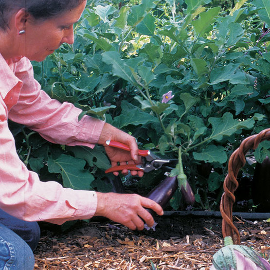 11+ Asian Egg Plant