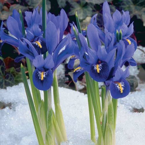 Image of Iris flower bulb that blooms all summer
