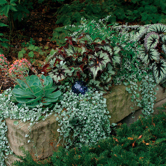 Variety of begonias in a planter