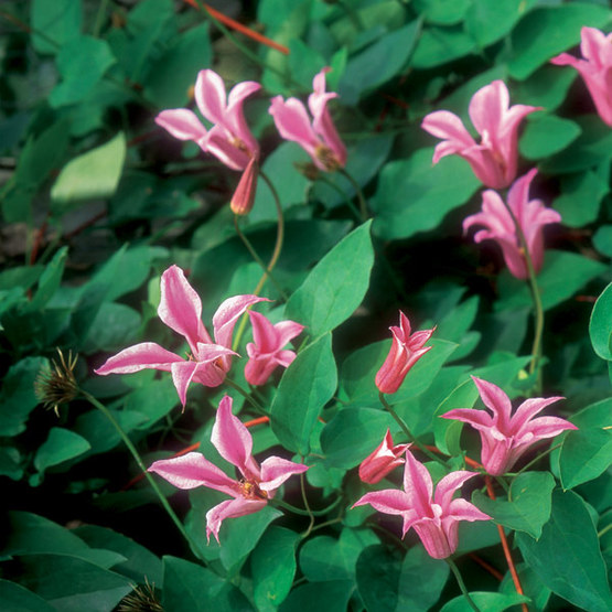 duchess of albany clematis