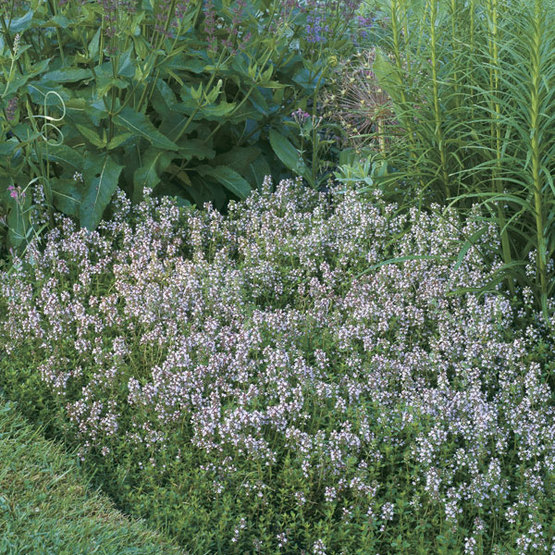 Ground-hugging ‘Pink Ripple’ thyme spreads among taller plants in the perennial border, showcasing its lovely, lemony scent for passersby.