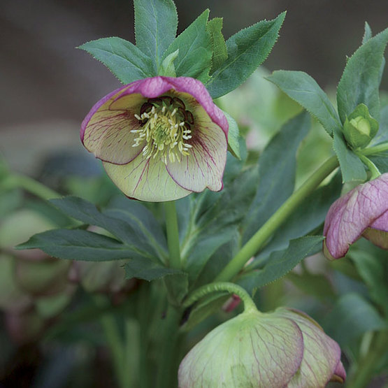 what do hellebores look like