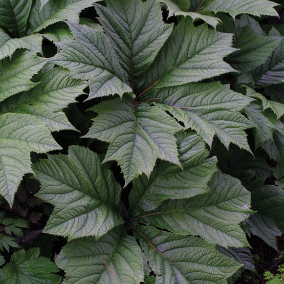 rodgersia podophylla