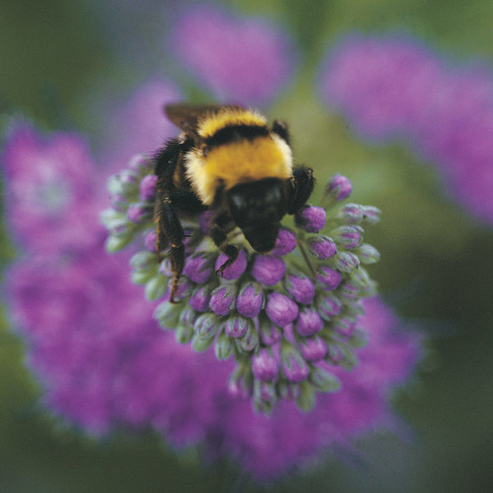 Bumblebees Bite Plants to Force Them to Flower (Seriously)