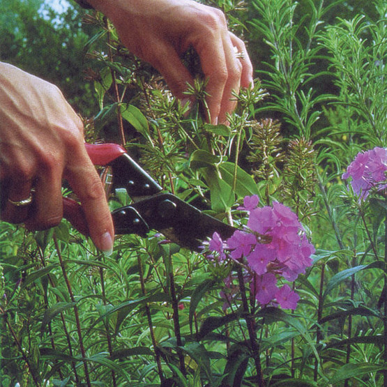 deadheading a purple flower blossom