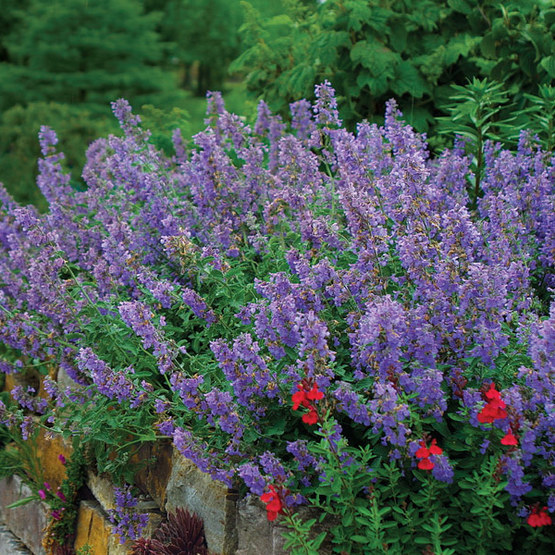 ‘Walker’s Low’ catmint