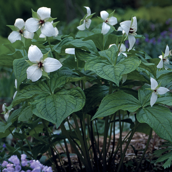 Stinking Benjamin typically shines with rich, reddish chocolate-colored flower petals, but this white-flowering variety displays a striking dark ovary at the center.