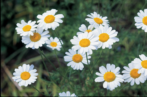 chrysanthemum cinerariaefolium