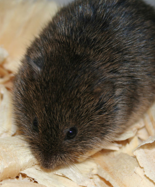 How to trap a vole