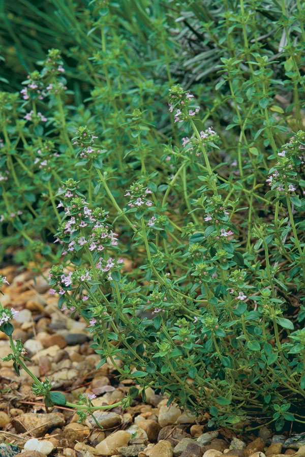 Thyme Varieties  Kellogg Garden Organics™