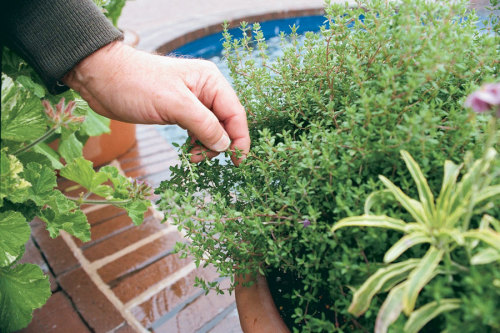 How to Grow Thyme