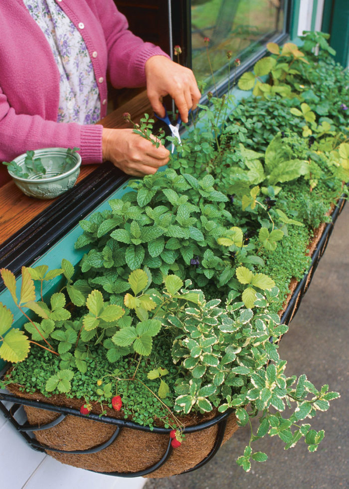 herbs growing in a window box