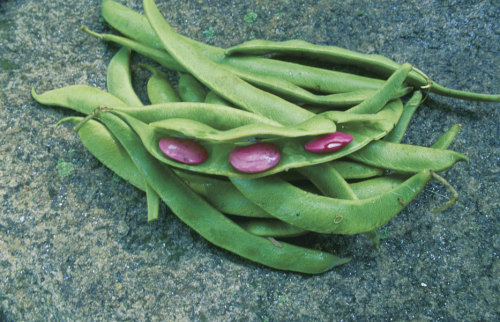 kg20-runner-beans-02.jpg