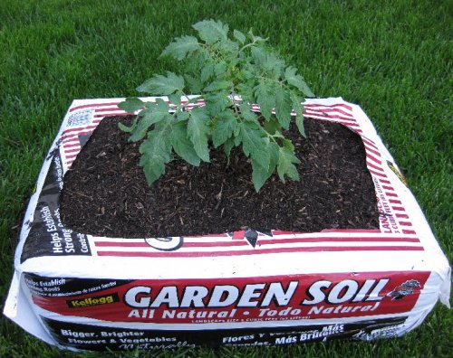 tomato plant in a soil bag