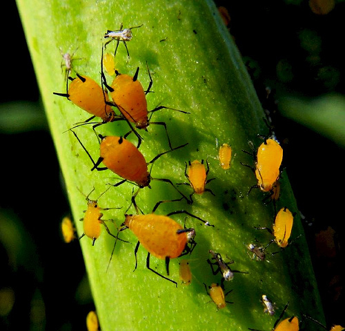 aphids